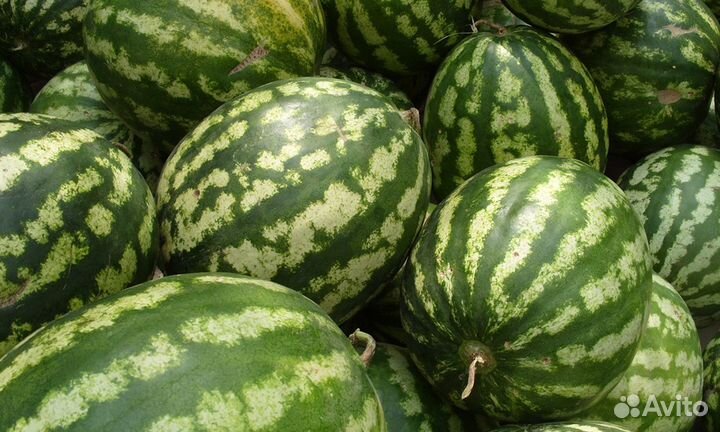 Поставка овощей фруктов бакалеи панс рестораны маг