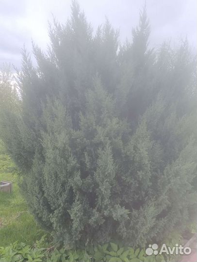 Можжевельник на банные веники и на посадку