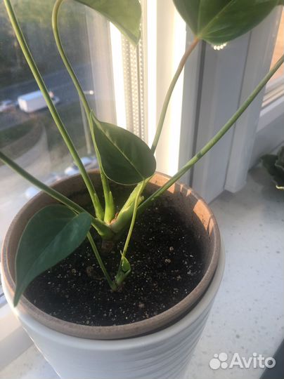 Комнатные цветы антуриум