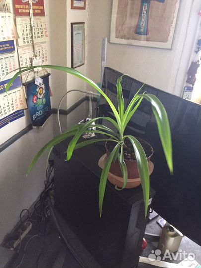 Комнатные цветы