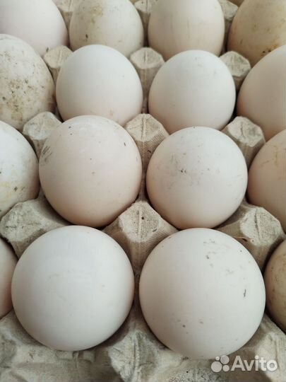 Утиные яйца