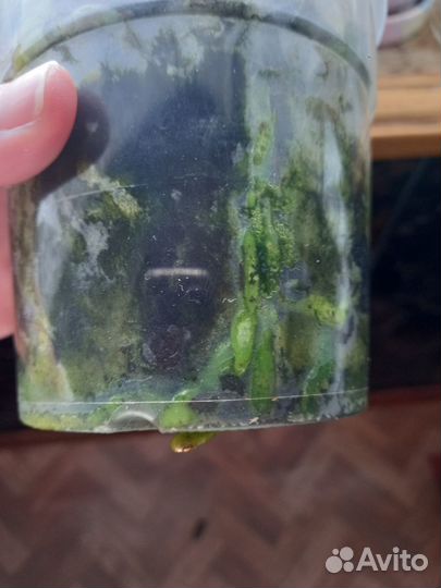 Орхидея SonYa MN103