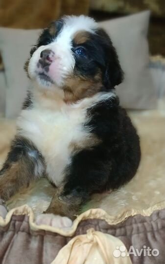 Бернский зенненхунд щенок