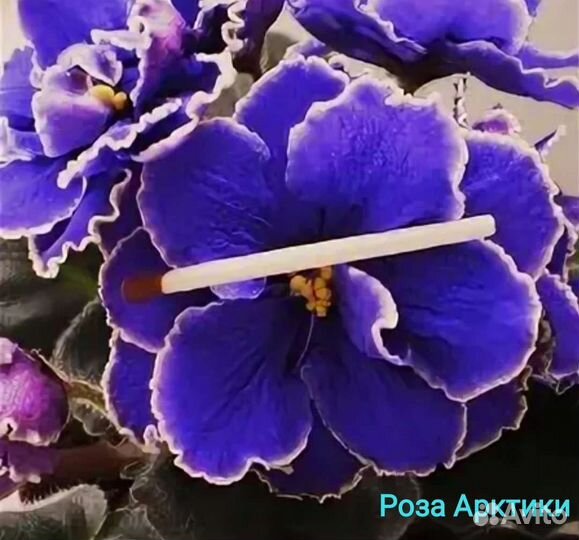 Фиалки сортовые - детки