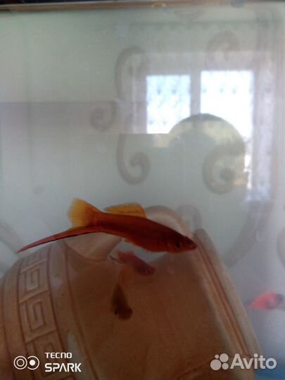 Аквариумные рыбки