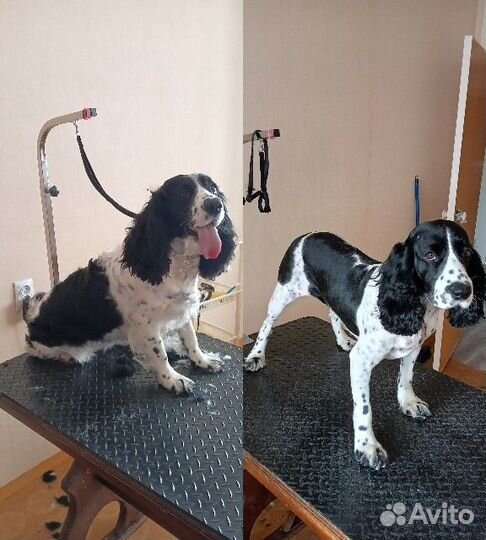 Услуги грумера, груминг, стрижка собак и кошек