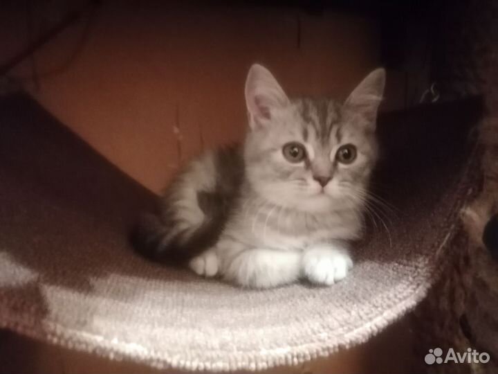 Шотландская кошечка