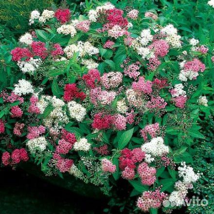 Сперия саженцы Широбана (двухцветная) Бумальда