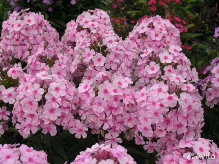 Флокс метельчатый Брилиант Айс