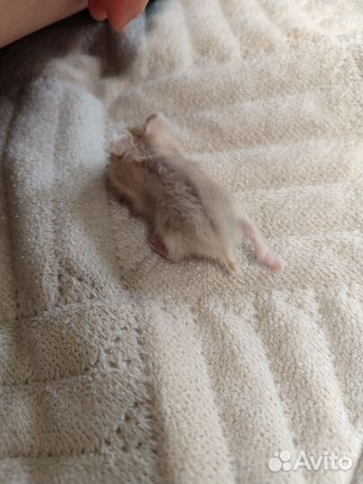 Джунгарики (джунгарский хомяк)