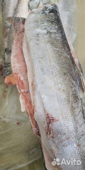 Кижуч Оптом