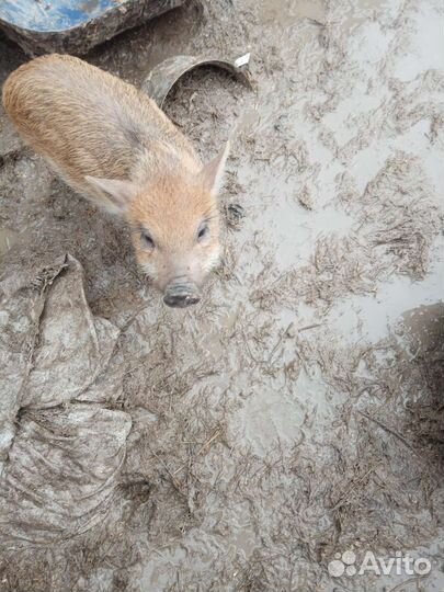 Вьетнамские вислобрюхие поросята