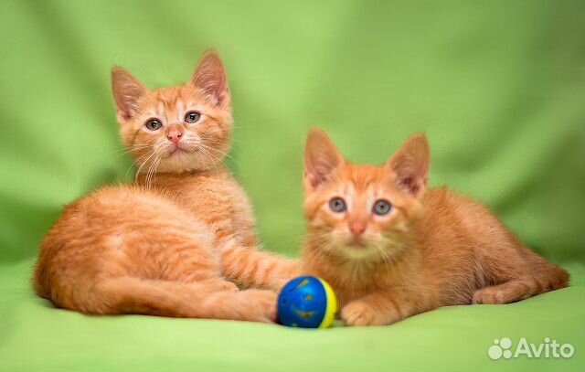 Чудесные Рыжие котята Руби и Лео - 2 мес. в дар