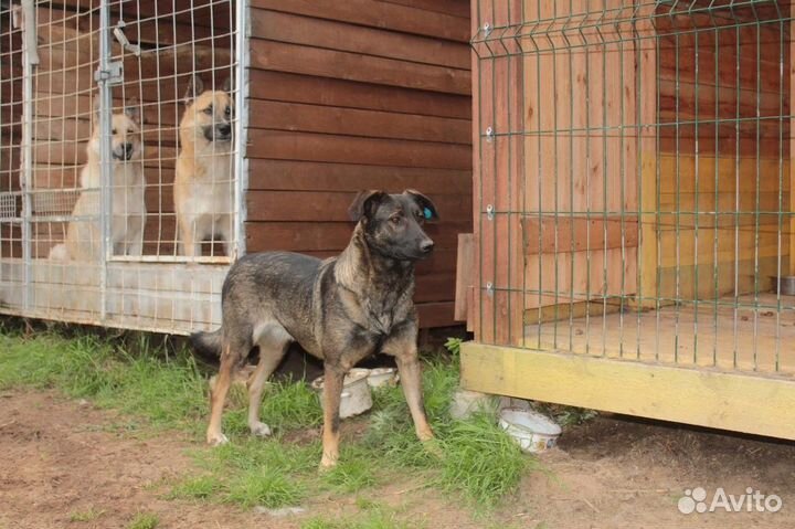 Собака ищет дом