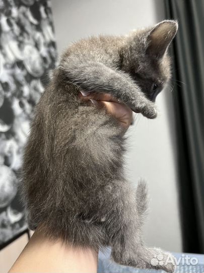 Котенок мальчик бесплатно