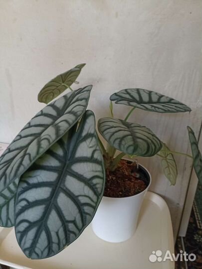 Алоказия Мишольца вариегата минт