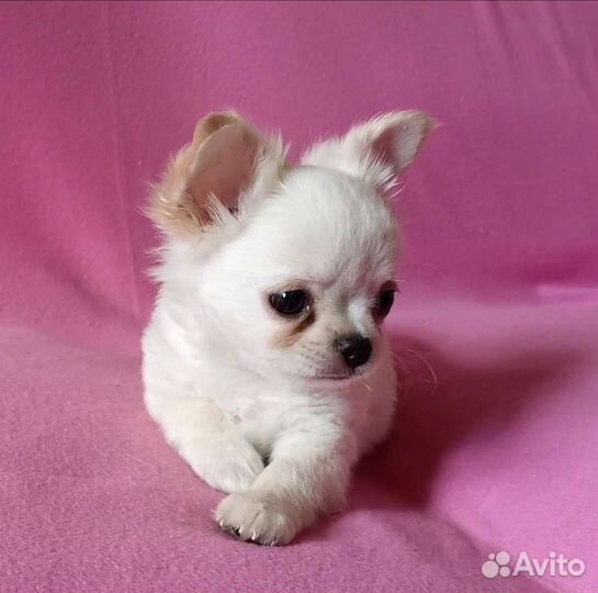 Чихуахуа мальчик