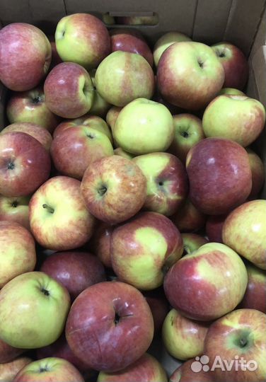 Яблоки оптом 1 сорт 2 сорт 3 сорт