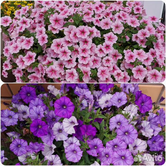 Петуния Ампельная Розовые жилки и Сиреневая в 0,5л