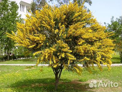 Акация желтая белая семена