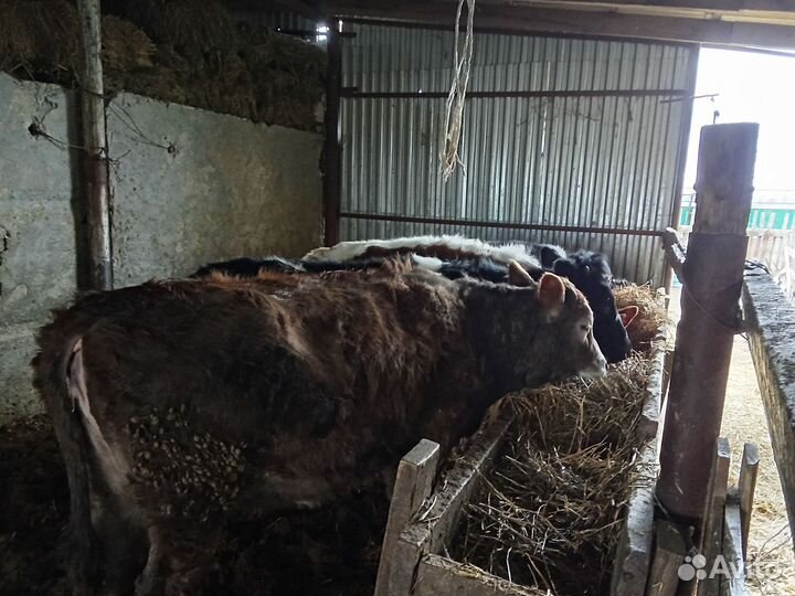 Продажа телок