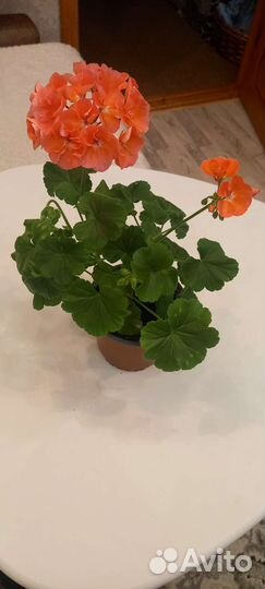 Герань пеларгония