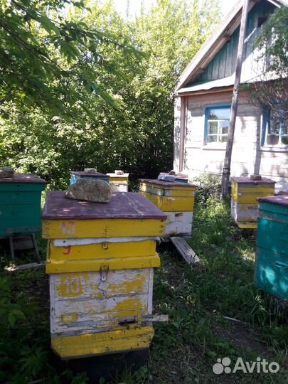 Продается пасека