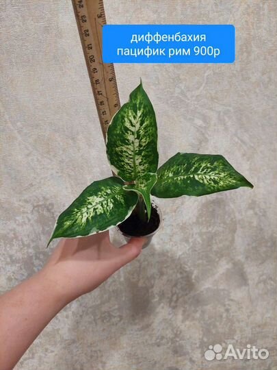 Диффенбахия филодендрон