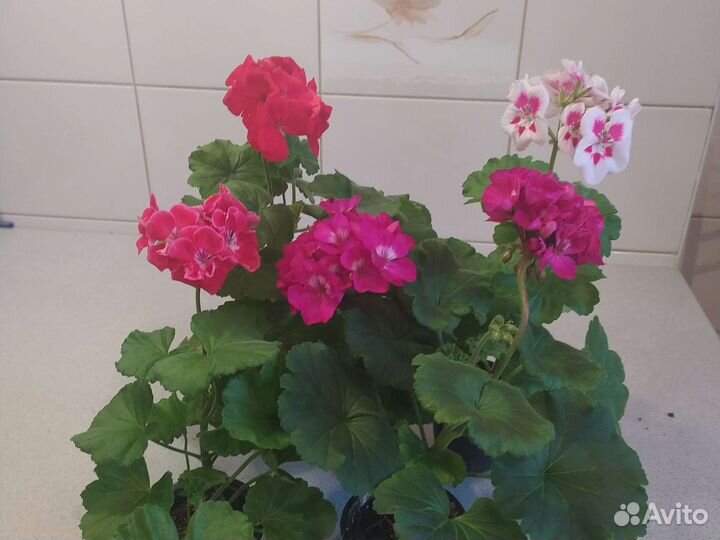 Герань пеларгония всегда цветущая