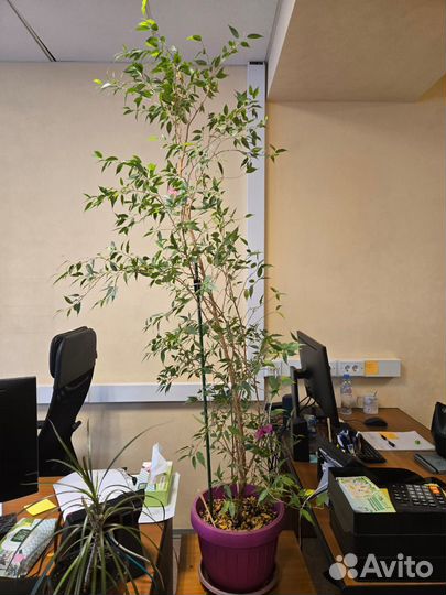 Фикус Бенжамина Настусия дерево