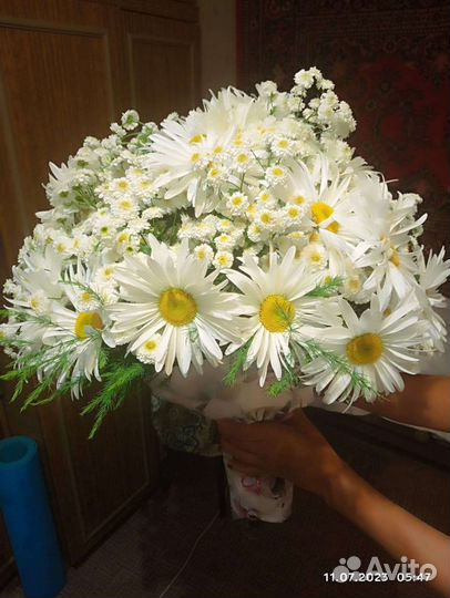 Ромашка многолетняя