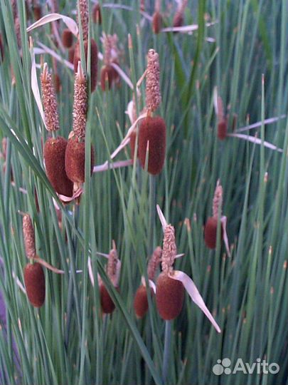 Водные растения