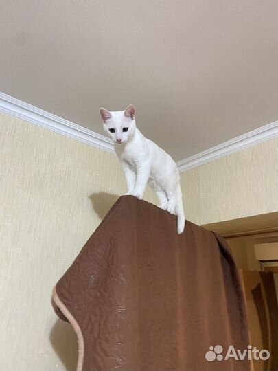 Котенок