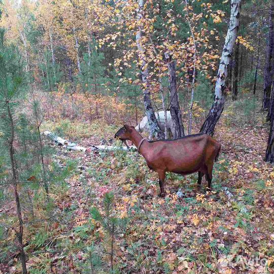 Козы козочки