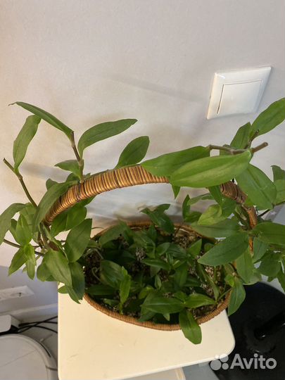 Традесканция