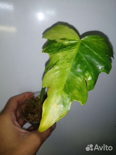 Филодендрон Т31 вариегатный