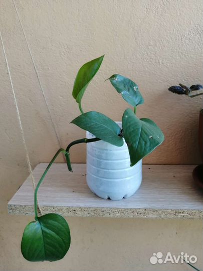 Сциндапсус