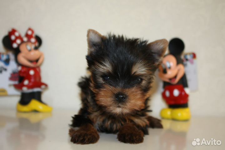 Йоркширский терьер щенки