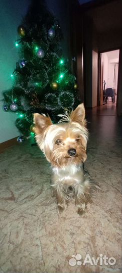 Йоркширский терьер вязка мальчик