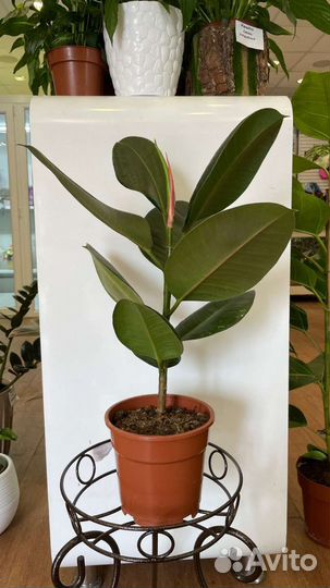 Комнатные растения