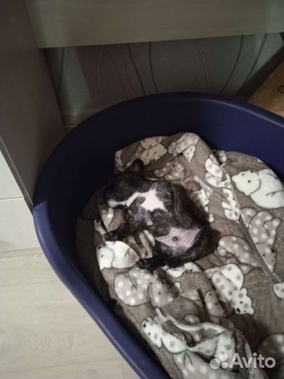 Спальное место для собак мелких пород. 75/50