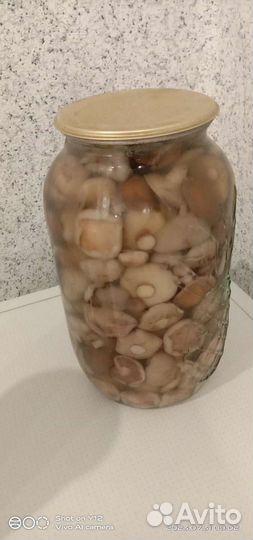 Грибы маслята подосиновики опята рыжики