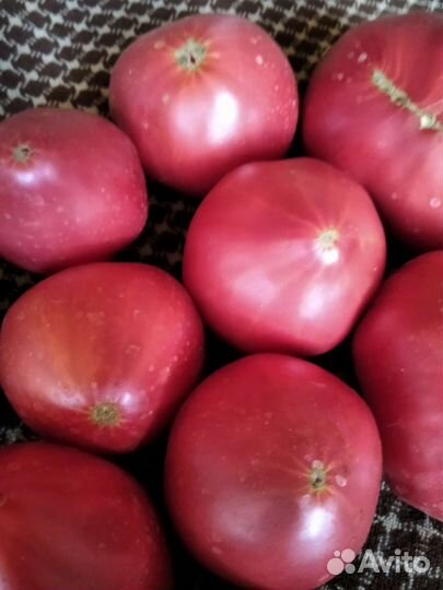 Помидоры домашние тепличный сорт 