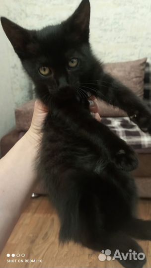 Кошка в дар бесплатно