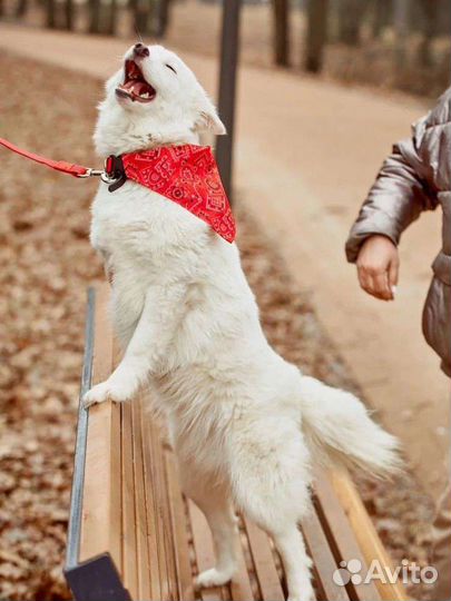 Собака-Лисичка