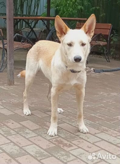 Щенки в дар в добрые руки