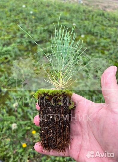 Лиственница Сибирская зкс сеянцы