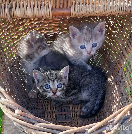 Котята в добрые руки