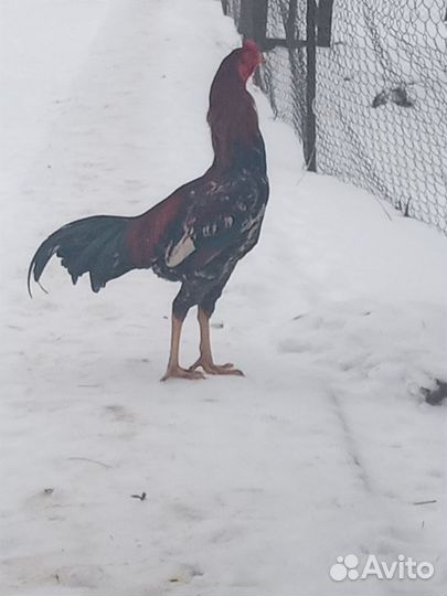 Бойцовые петухи