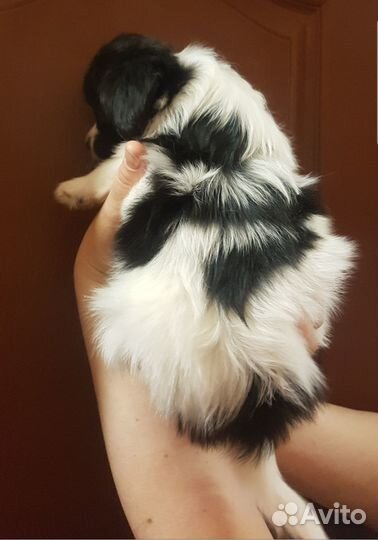 Щенки папийона 5 месяцев